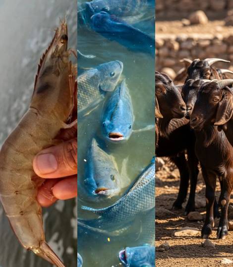 StalWarts R&D staff ensuring quality animal health product formulations