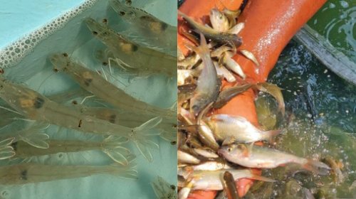 StalWarts Aquaculture Products for Fish Farming