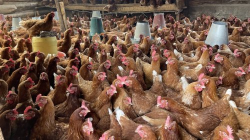 StalWarts Poultry Supplements and Feed Additives